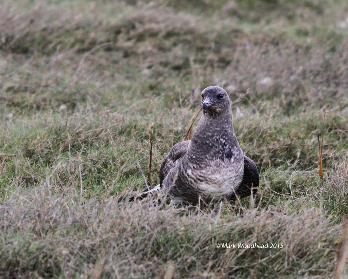 Pomarine Skua