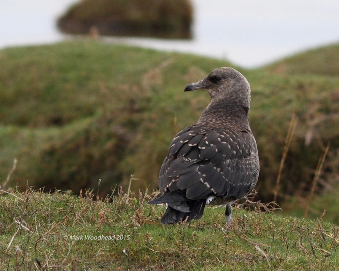 Pomarine Skua