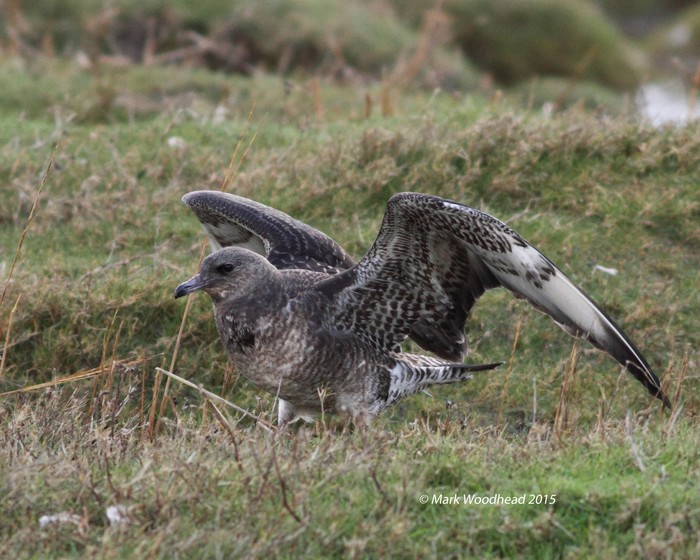 Pomarine Skua