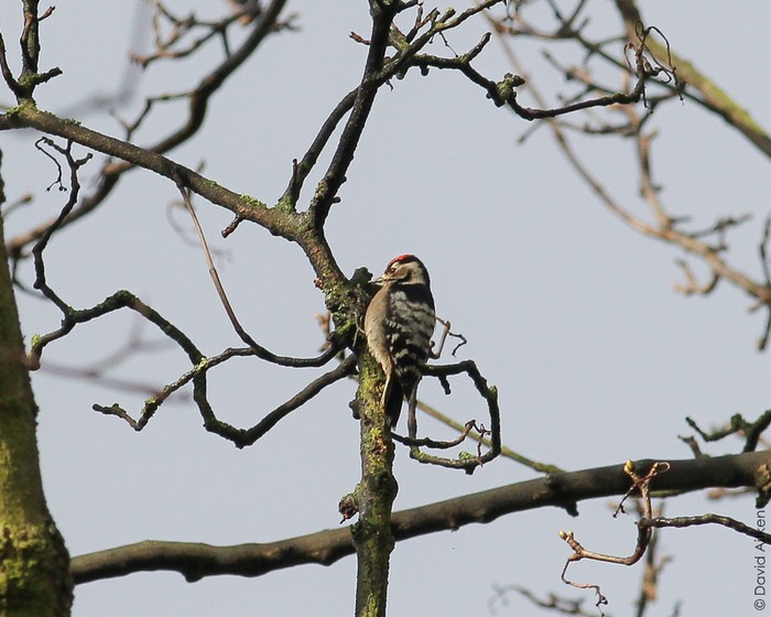 Lesser Spotted Woodpecker