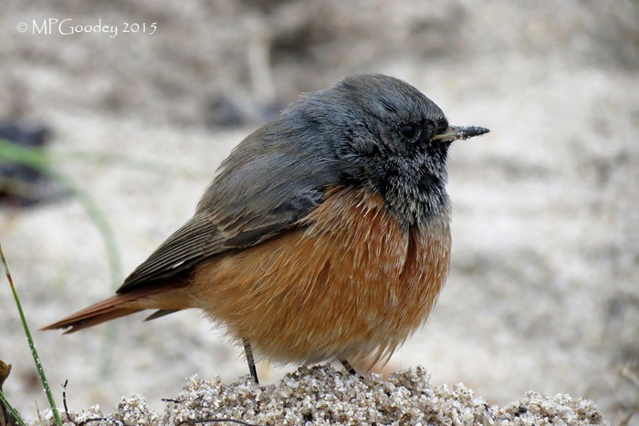 Eastern Black Redstart