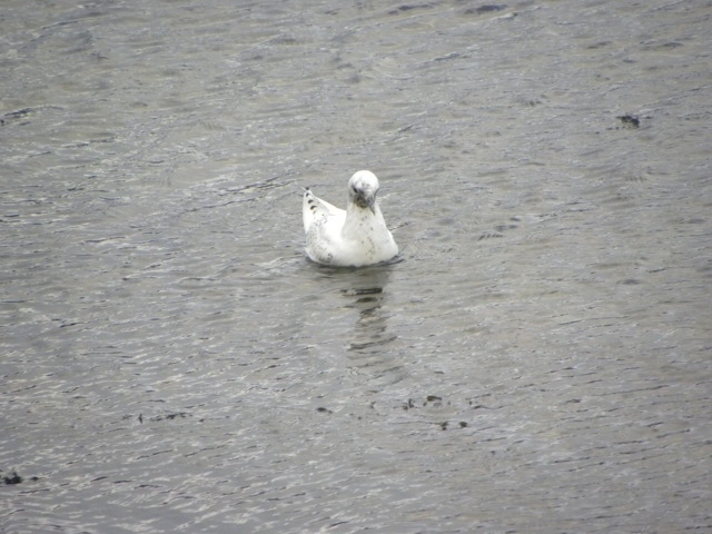 Ivory Gull