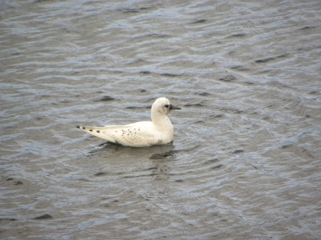 Ivory Gull