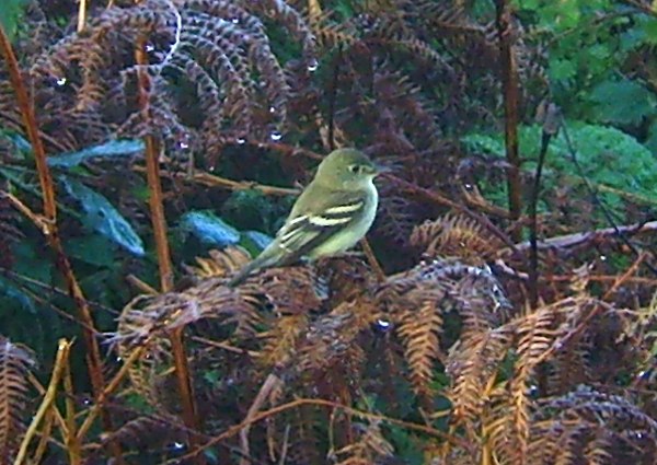 Alder Flycatcher
