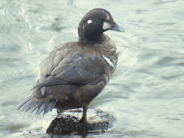 Harlequin Duck
