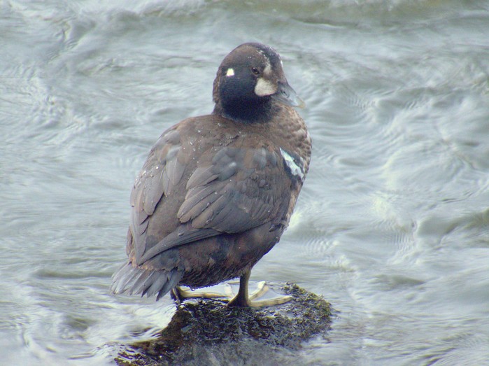 Harlequin Duck