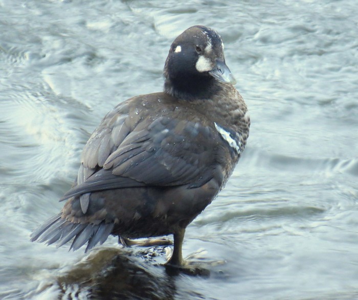 Harlequin Duck