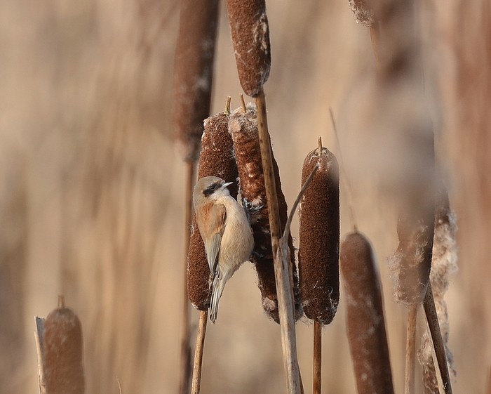 Penduline Tit