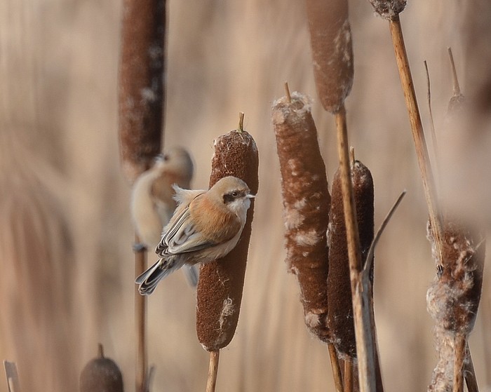 Penduline Tit