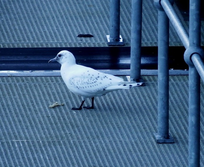 Ivory Gull