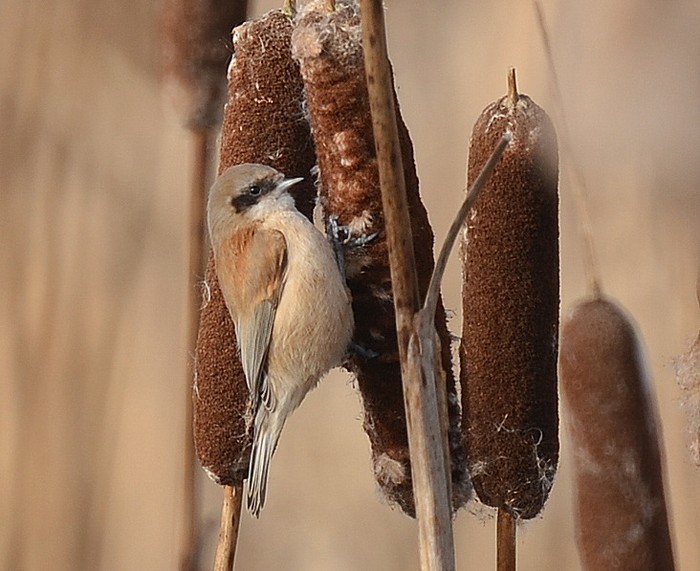 Penduline Tit