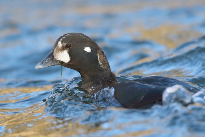 Harlequin Duck