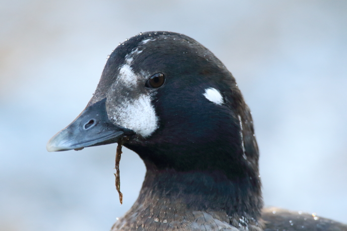 Harlequin Duck