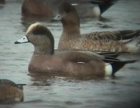American Wigeon