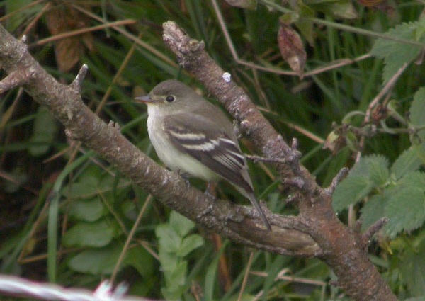 Alder Flycatcher