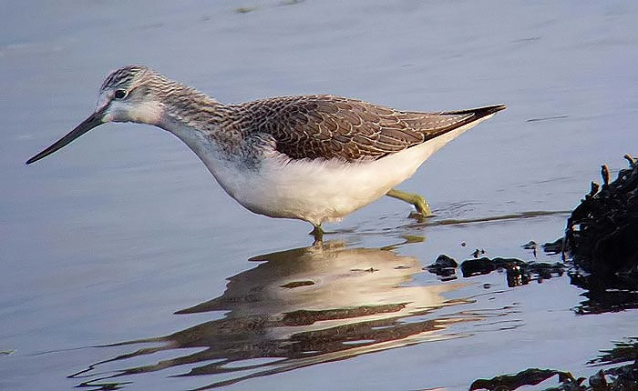 Greenshank