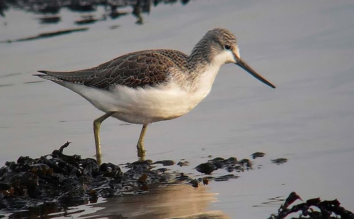 Greenshank
