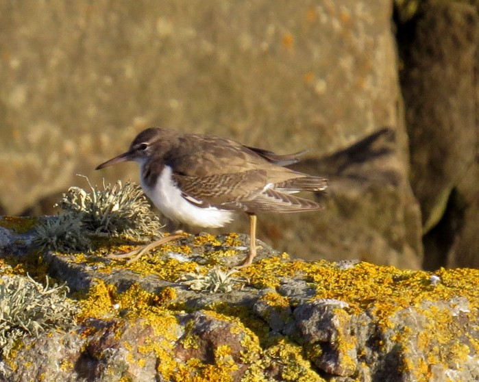 Spotted Sandpiper