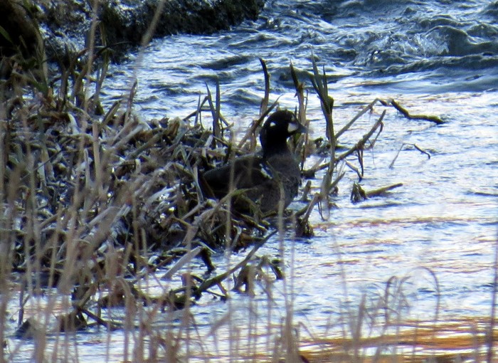 Harlequin Duck
