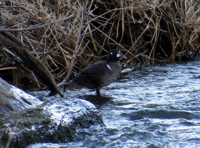 Harlequin Duck
