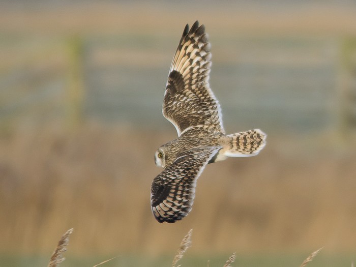 Short-eared Owl