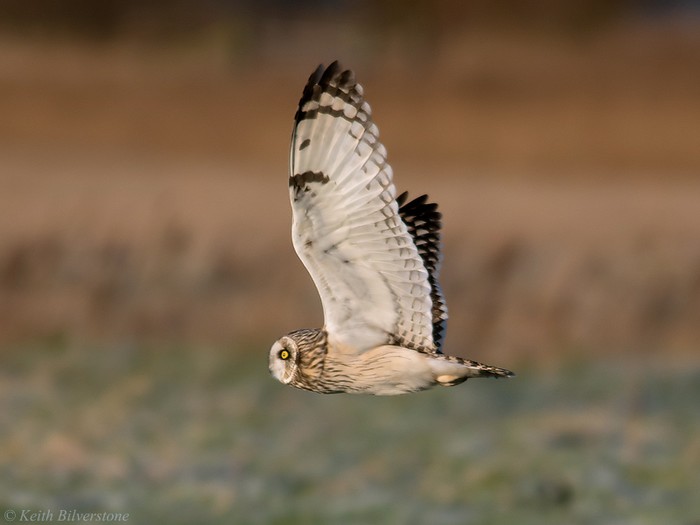 Short-eared Owl
