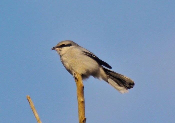 Great Grey Shrike