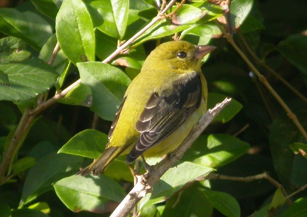 Scarlet Tanager