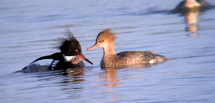 Red-breasted Merganser