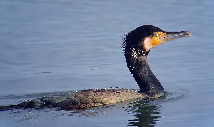 Cormorant