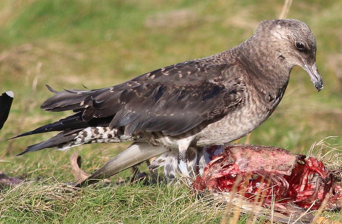 Pomarine Skua