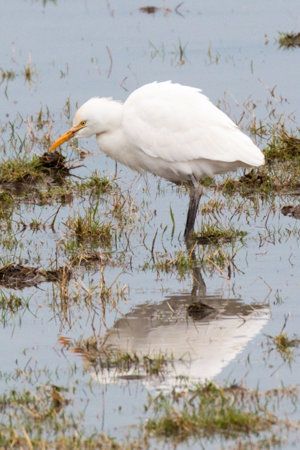 Cattle Egret