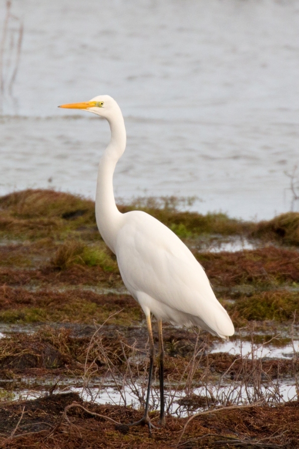 Great White Egret