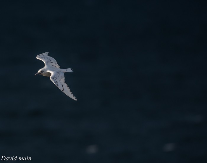 Ivory Gull