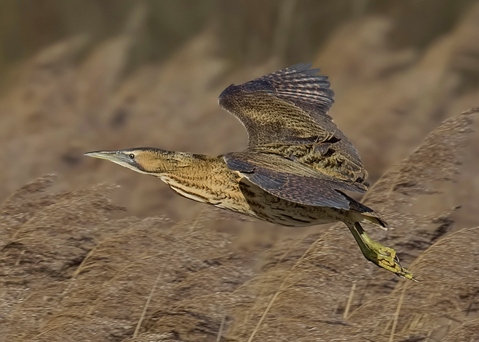 Bittern