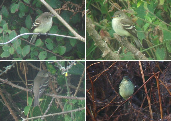 Alder Flycatcher