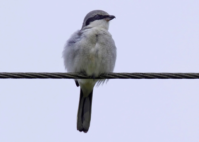 Great Grey Shrike