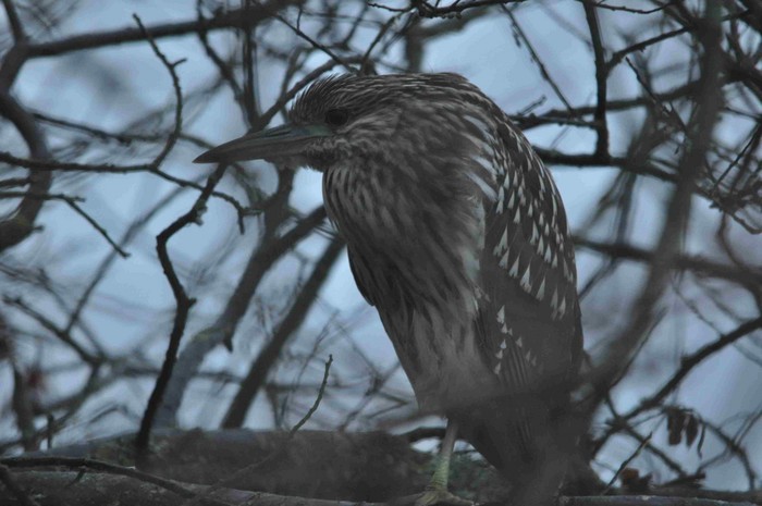Night Heron