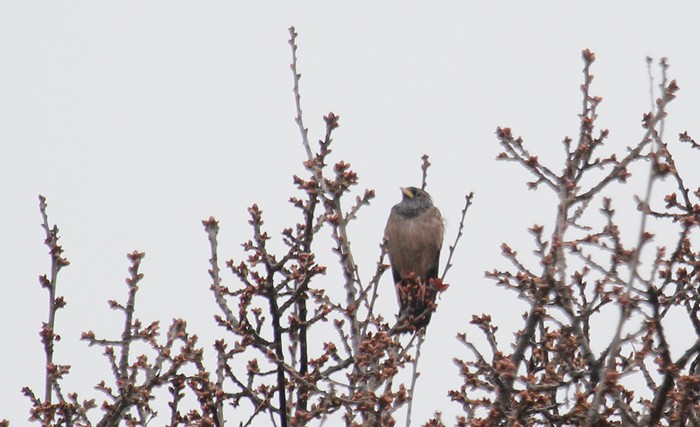 Rose-coloured Starling