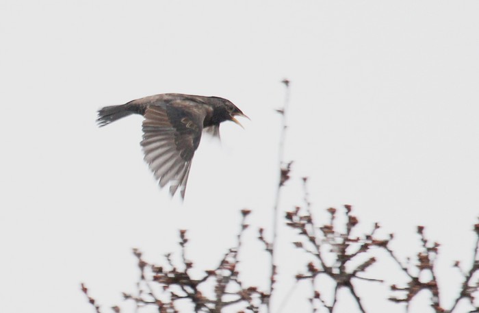 Rose-coloured Starling