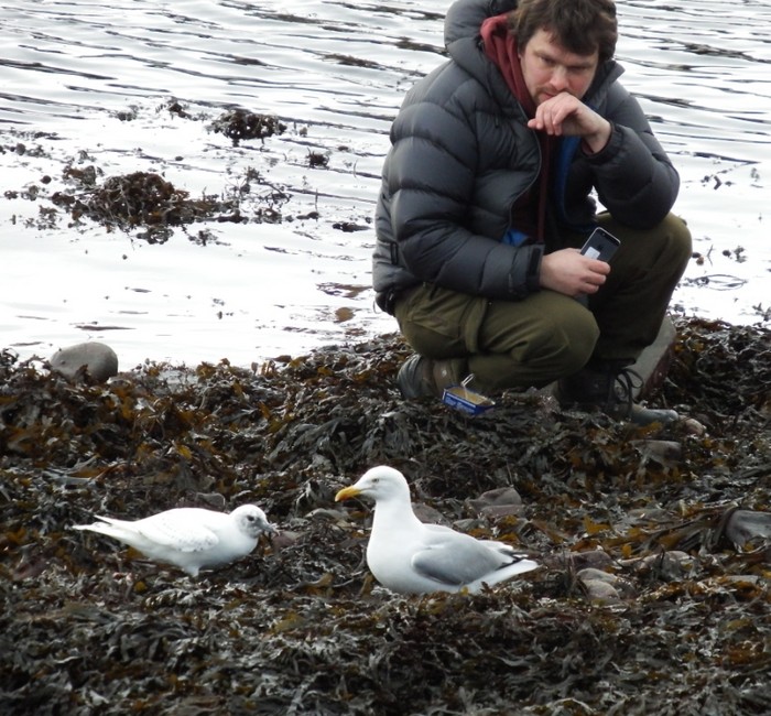 Ivory Gull