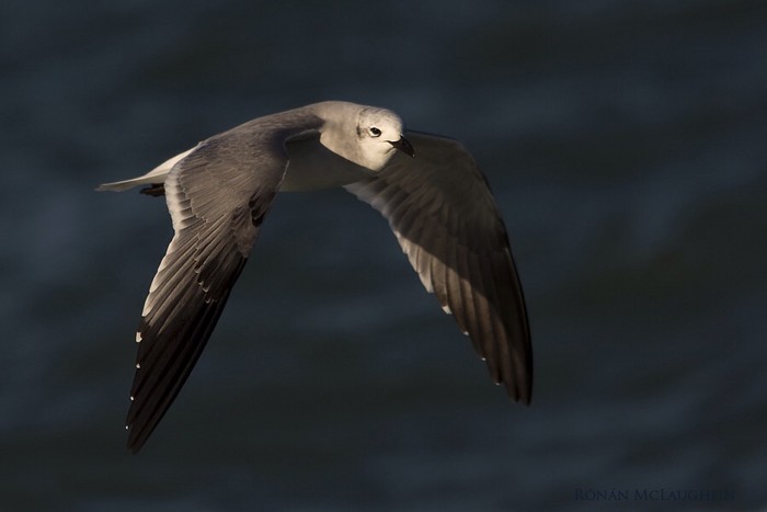 Laughing Gull