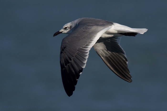 Laughing Gull