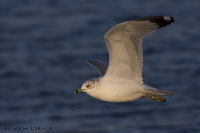 Ring-billed Gull