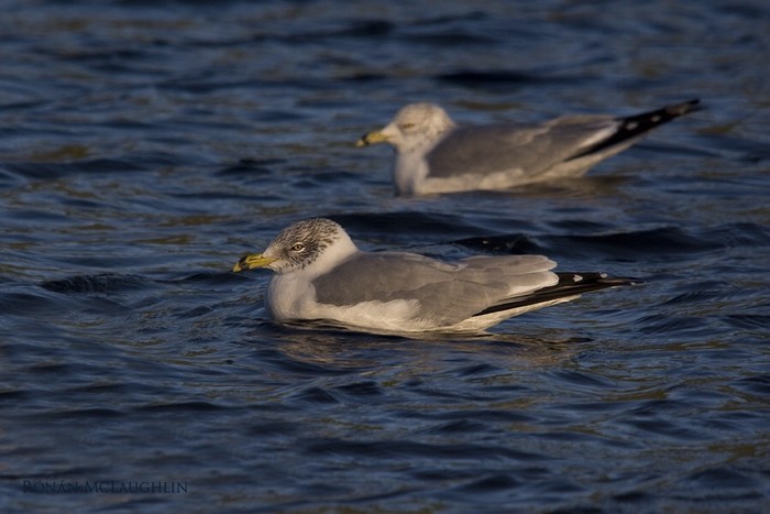 Ring-billed Gull