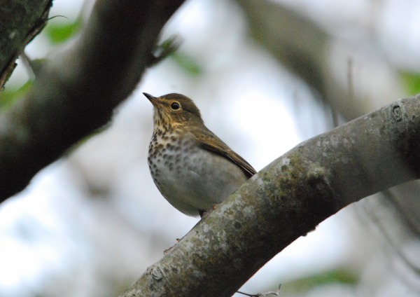 Swainson's Thrush