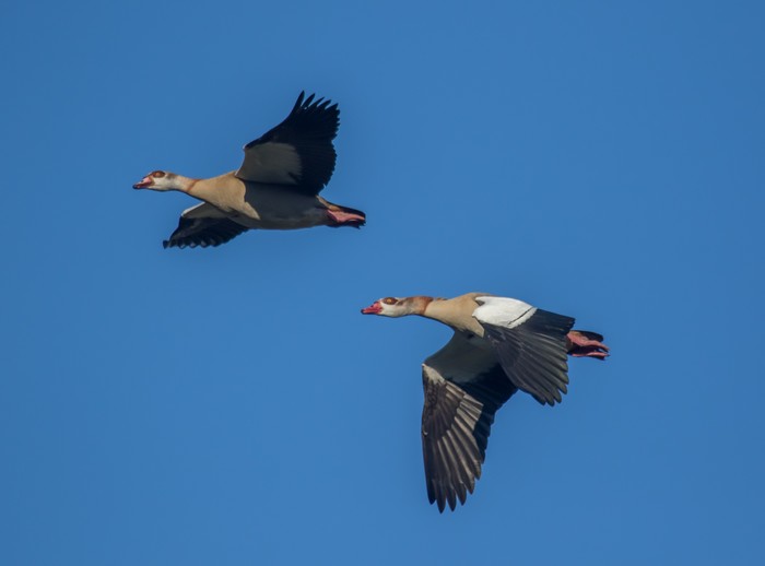 Egyptian Goose