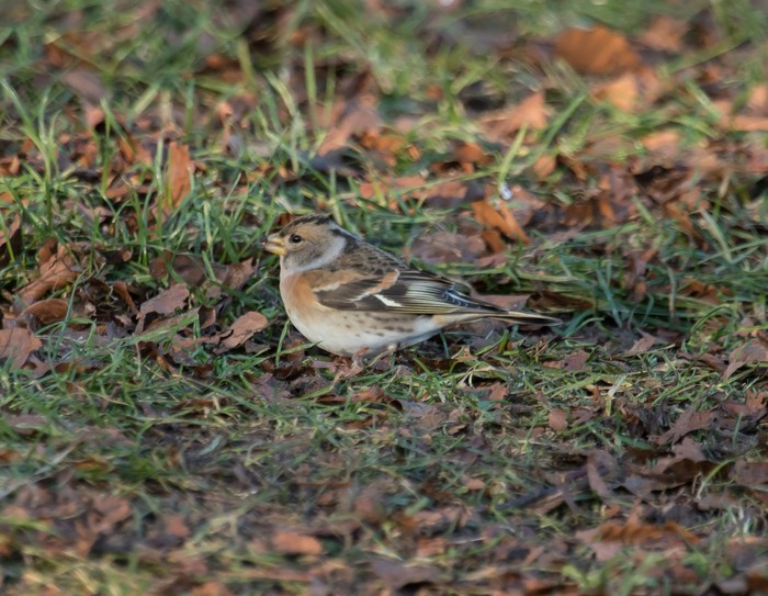 Brambling