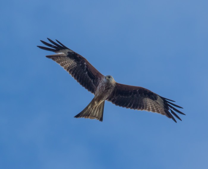 Red Kite