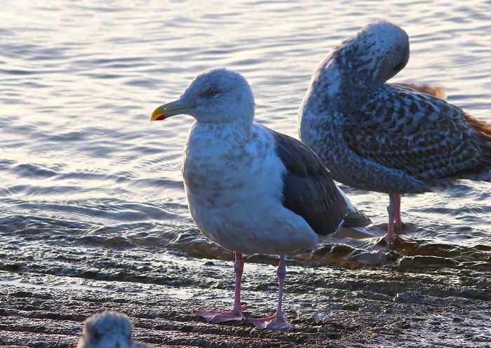 Slaty-backed Gull